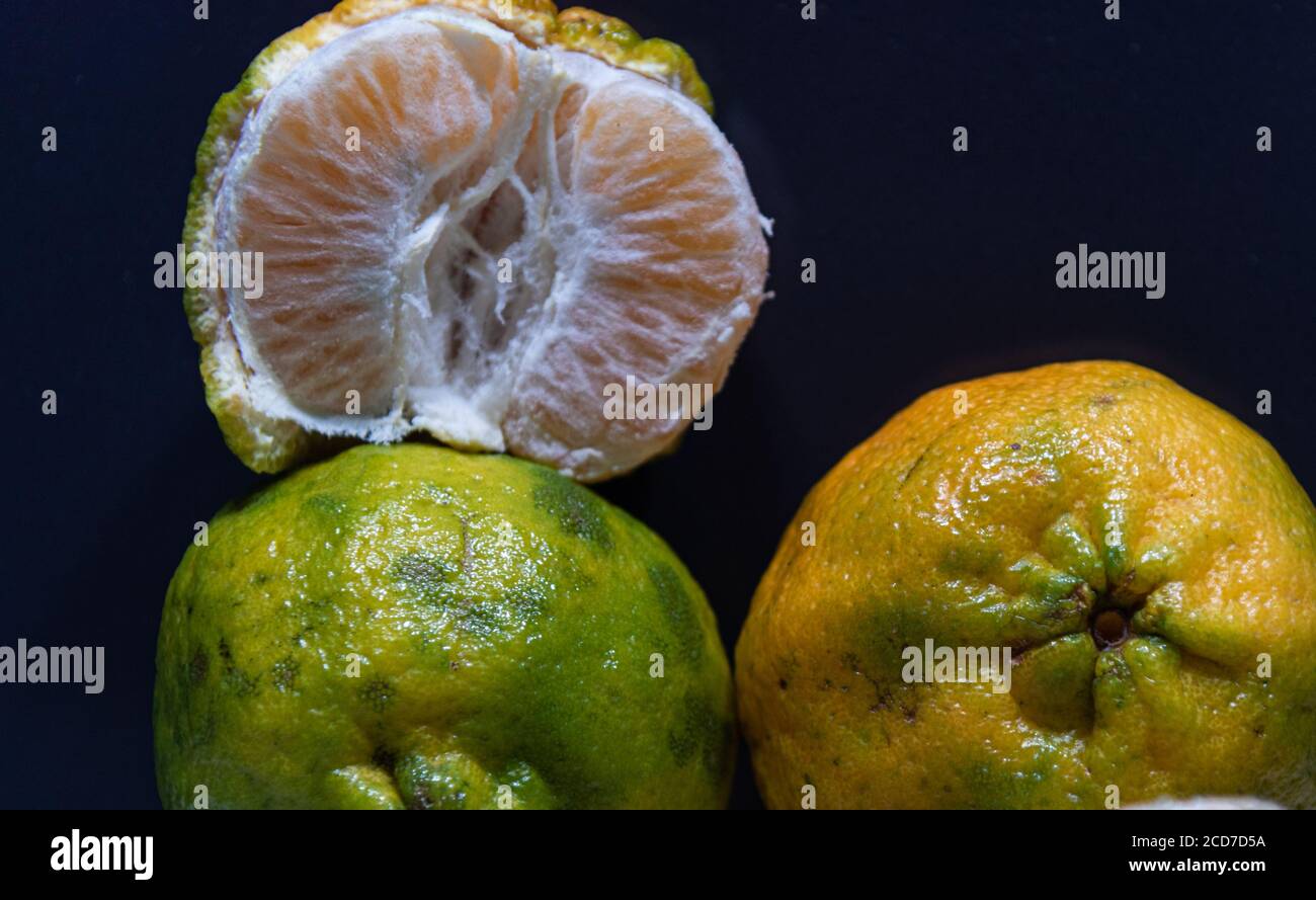 Mandarine oder Mandarinenfrüchte (Citrus reticulata) in natura. Mandarine ist ein kleiner Zitrusbaum mit Früchten ähnlich wie andere Orangen, in der Regel gegessen Plai Stockfoto