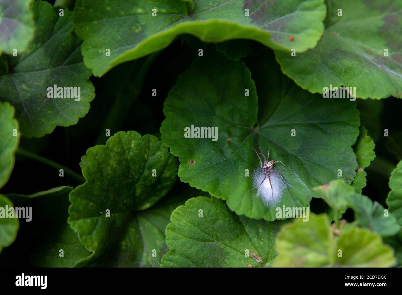 Nahaufnahme einer Spinne auf grünen Geranienblättern Schutz seiner weißen Eier in einem Netz Stockfoto