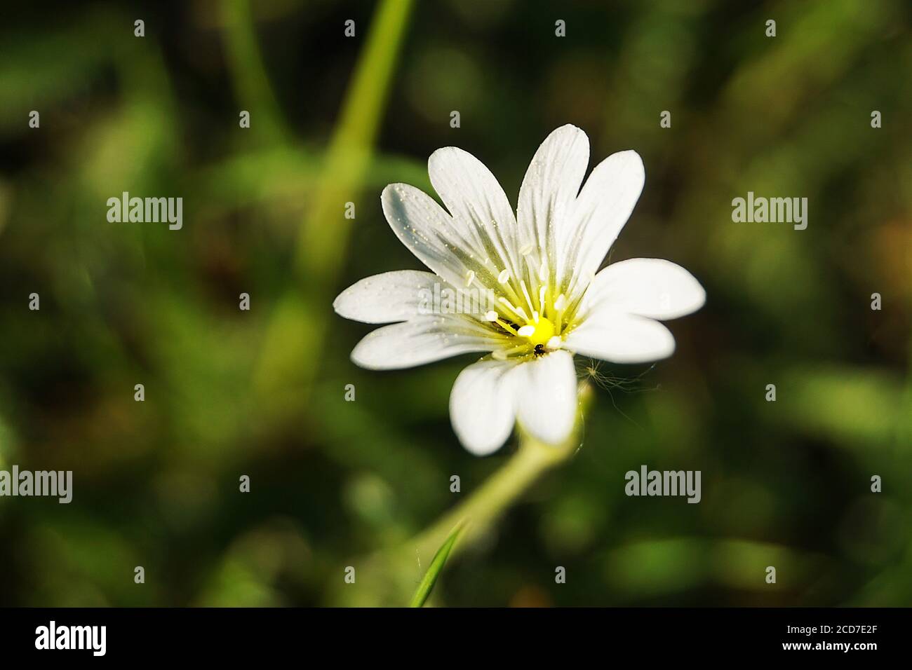 Weiße Blume Europäische Kicherkraut mit gelben Pollen Stockfoto