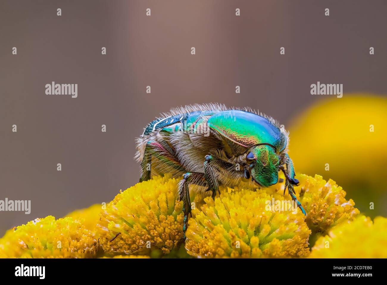 Ein kleines Käfer-Insekt auf einer Pflanze in den Wiesen Stockfoto