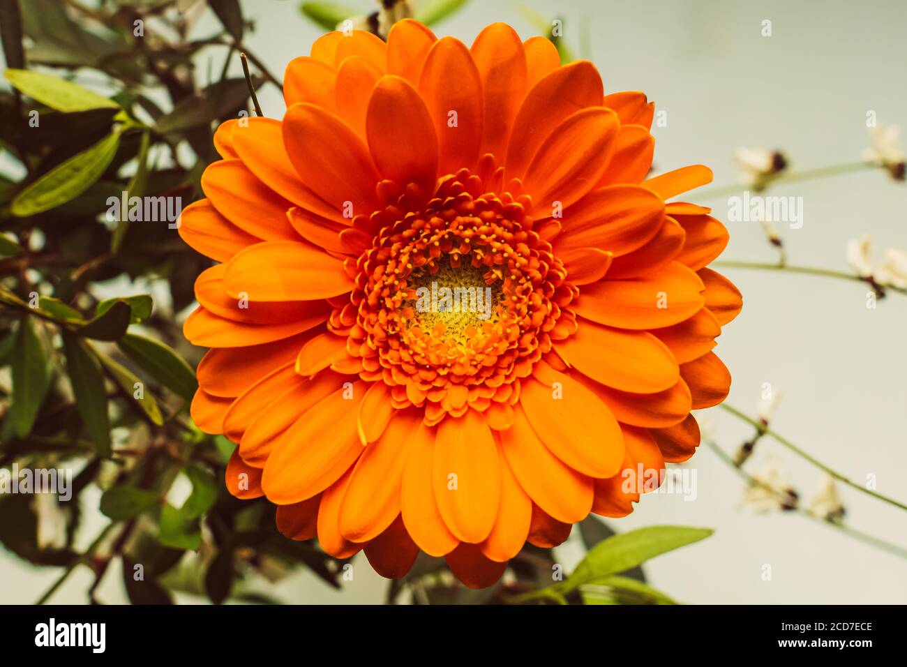 Draufsicht auf orange Gerbera Stockfoto