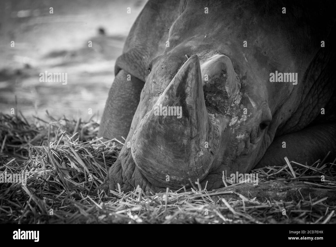 Isolierte Nahaufnahme eines einzelnen reifen Nashorn-Safari Israel Stockfoto