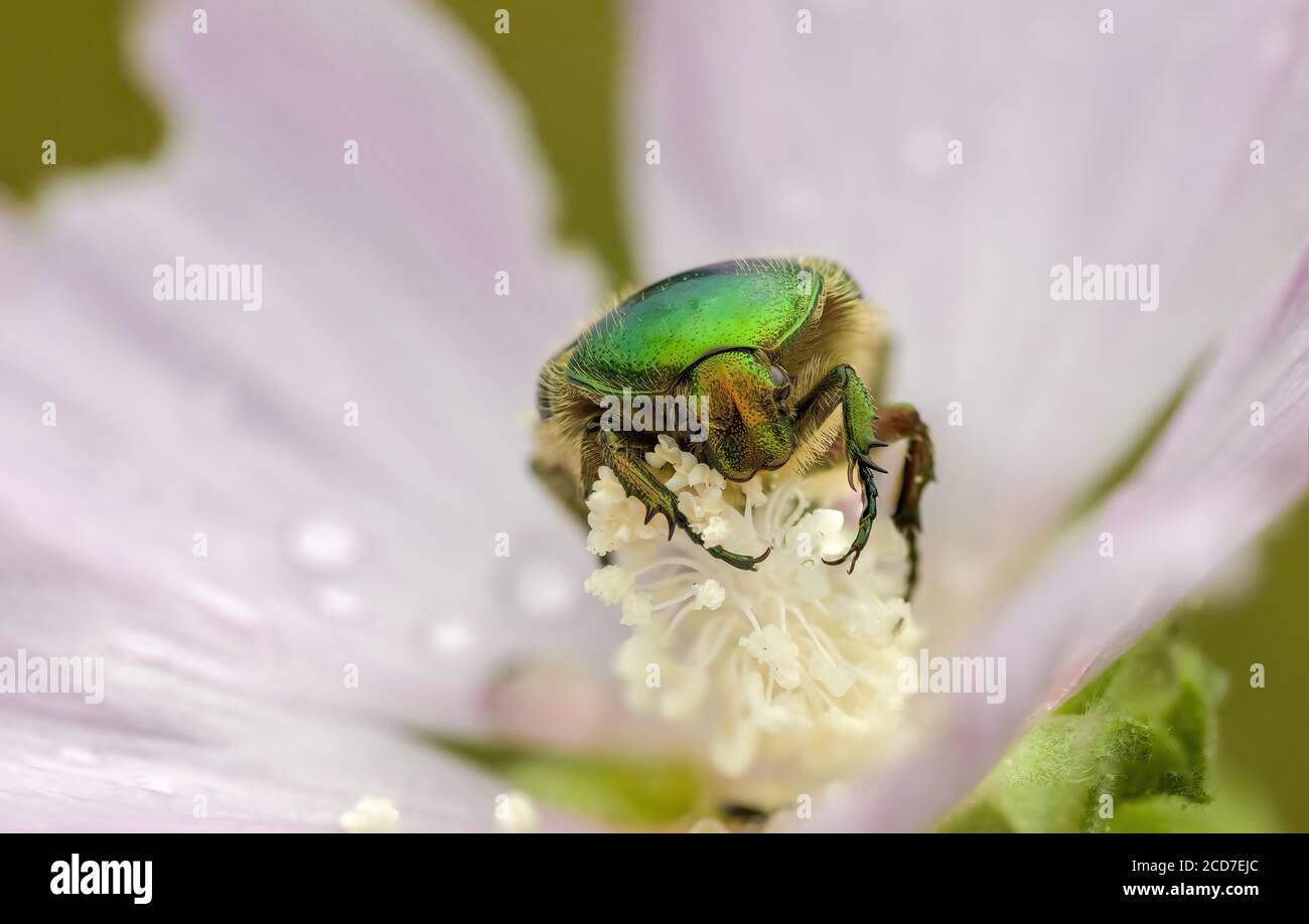 Ein kleines Käfer-Insekt auf einer Pflanze in den Wiesen Stockfoto