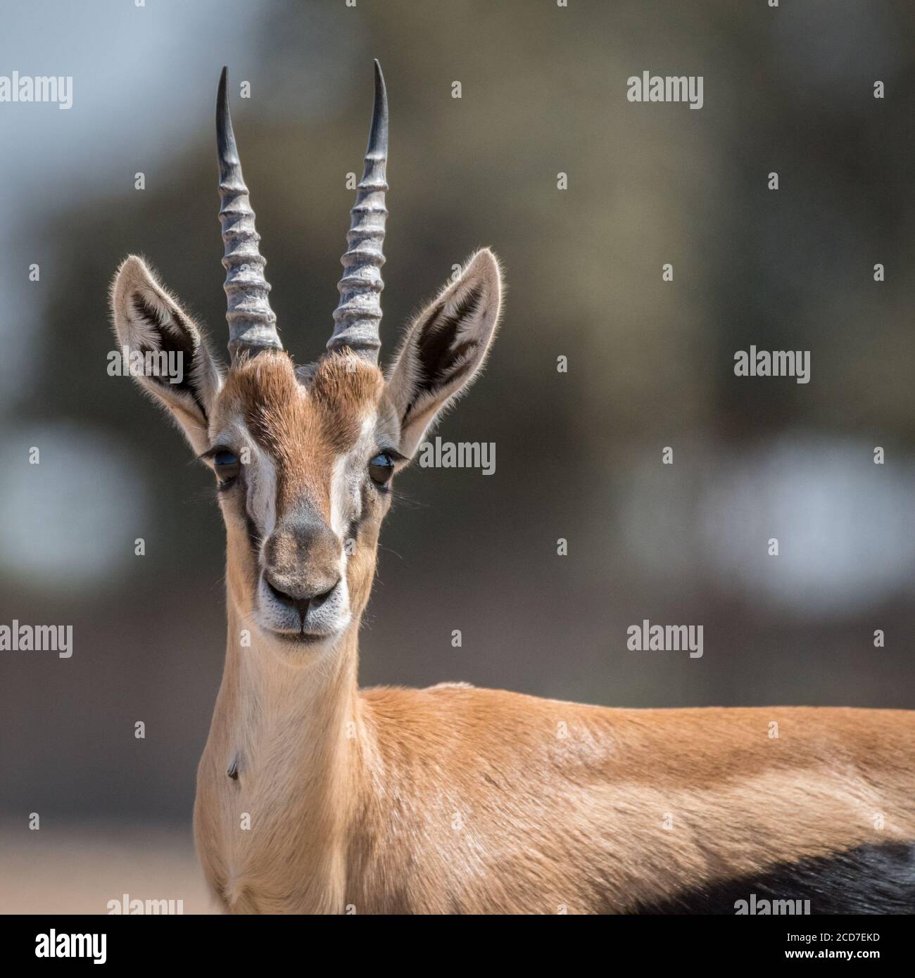 Isolierte Nahaufnahme des wunderschönen Thomson Gazelle Portraits - Israel Stockfoto