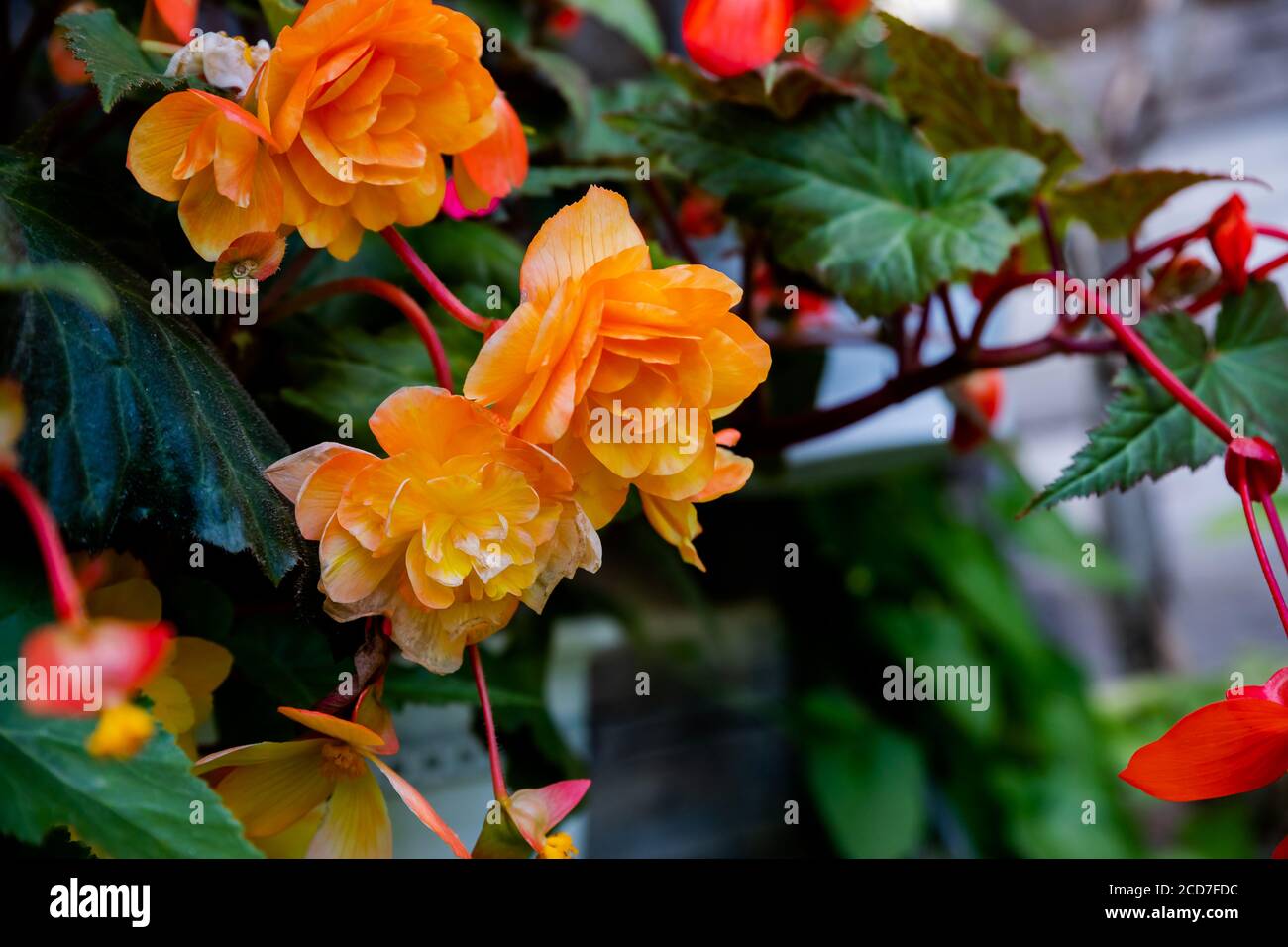 Große orange Blüten von Begonia im Blumentopf im Sommer dekorativen Garten . Saisonale Blumen. Orangefarbene Blüten von Begonia. Makrofoto mit orangefarbener Begonie Stockfoto