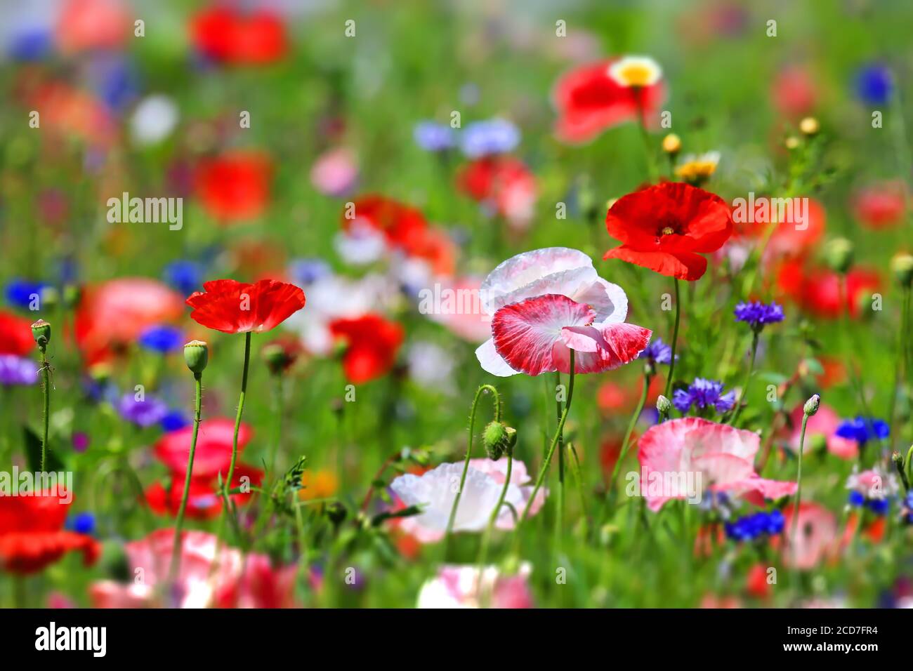 Schöne natürliche bunte Blumenwiese Stockfoto