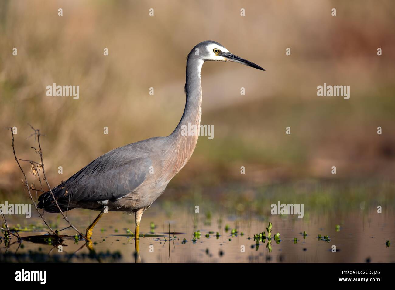 Weißgesichtige Reiher (Egretta novaehollandiae) watend in flachen See Wasser auf der Suche nach Nahrung. Stockfoto
