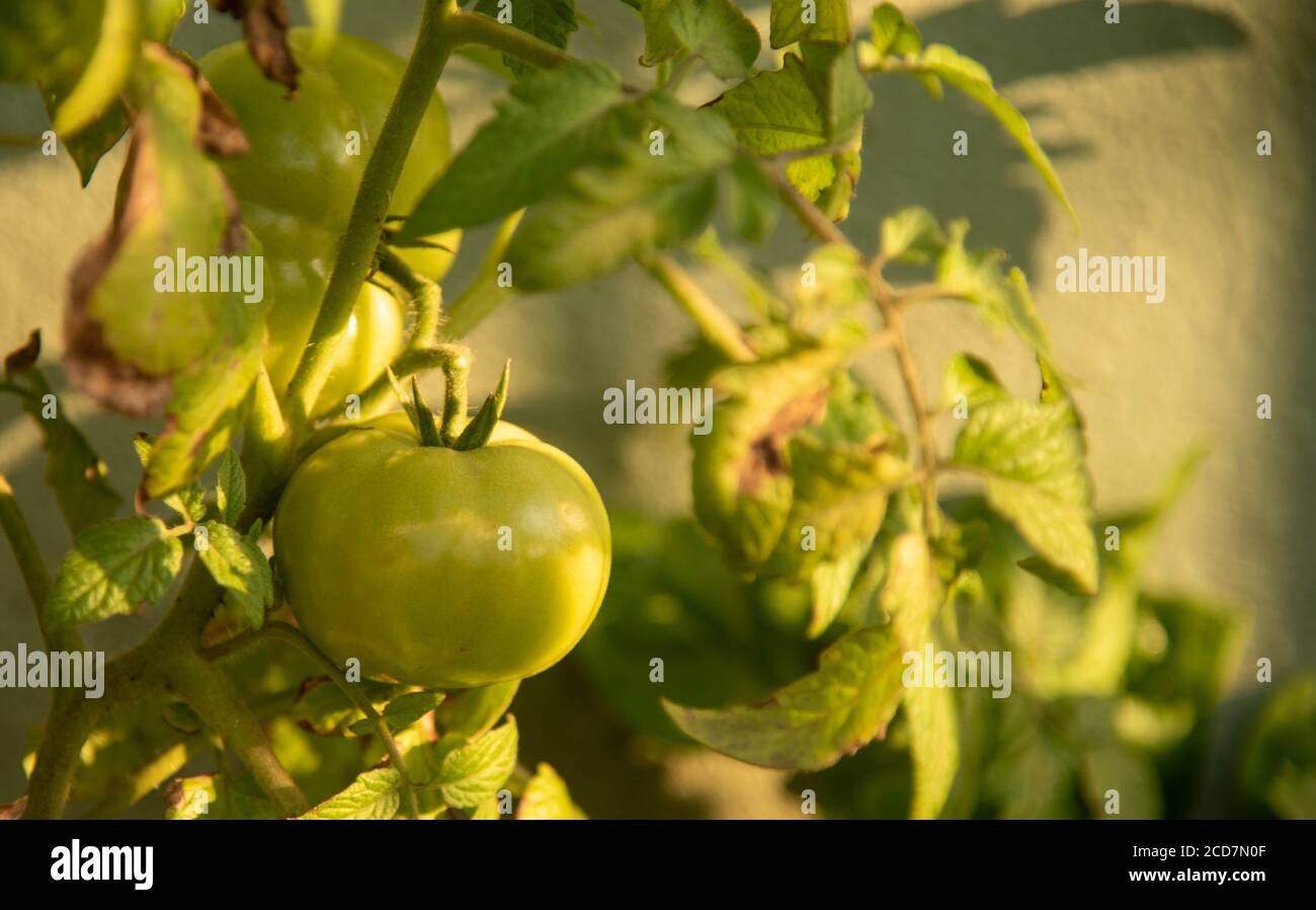 Tomatenpflanze und Obst. Die Tomate ist eine Spermatophyte, Angiosperm