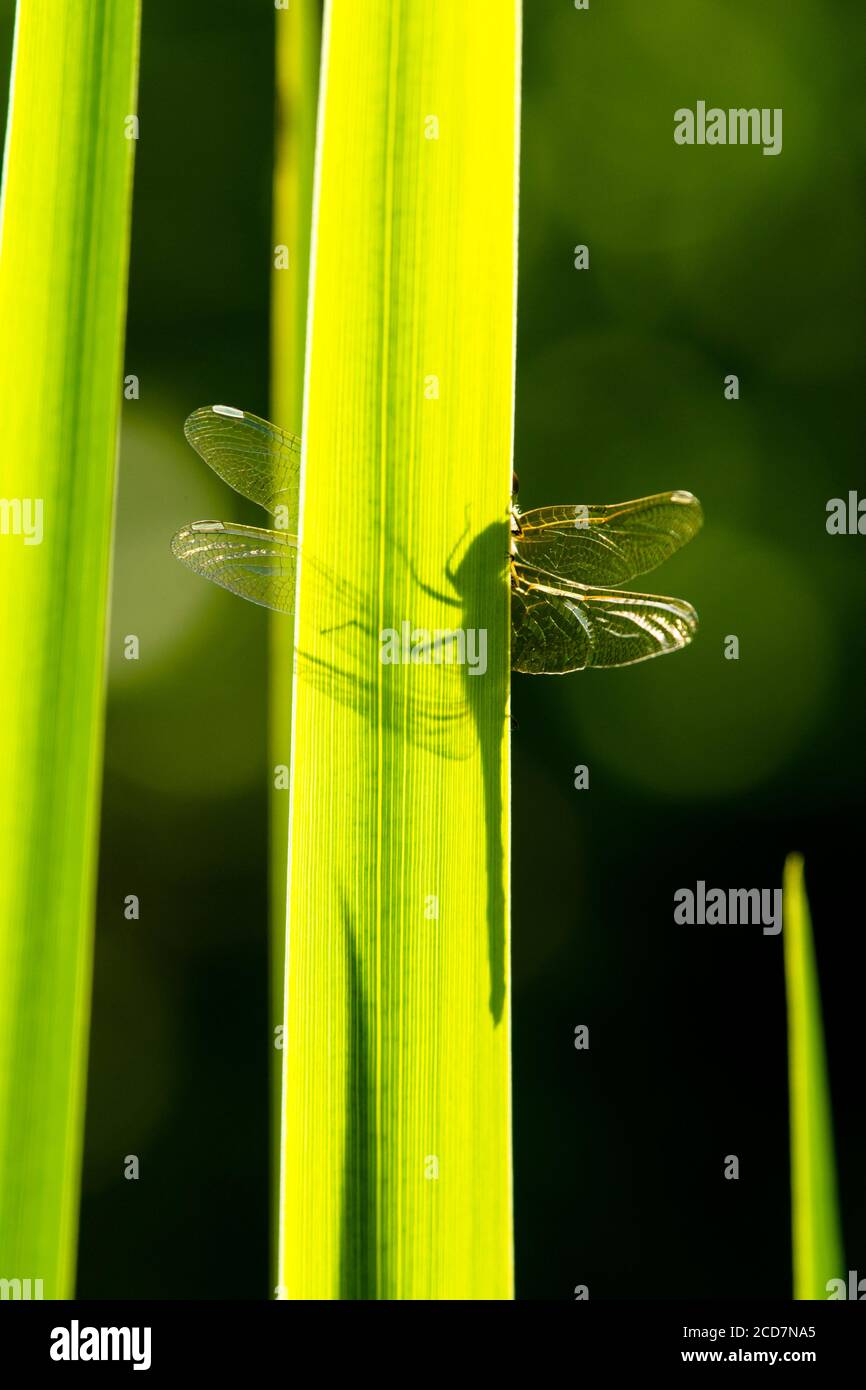 Schatten der Libelle auf der Blattunterseite, Flügel zu beiden Seiten gesehen, Gemeine Darter Libelle, Sympetrum striolatum, Blatt der Flagge Iris, Iris pseudacorus Stockfoto
