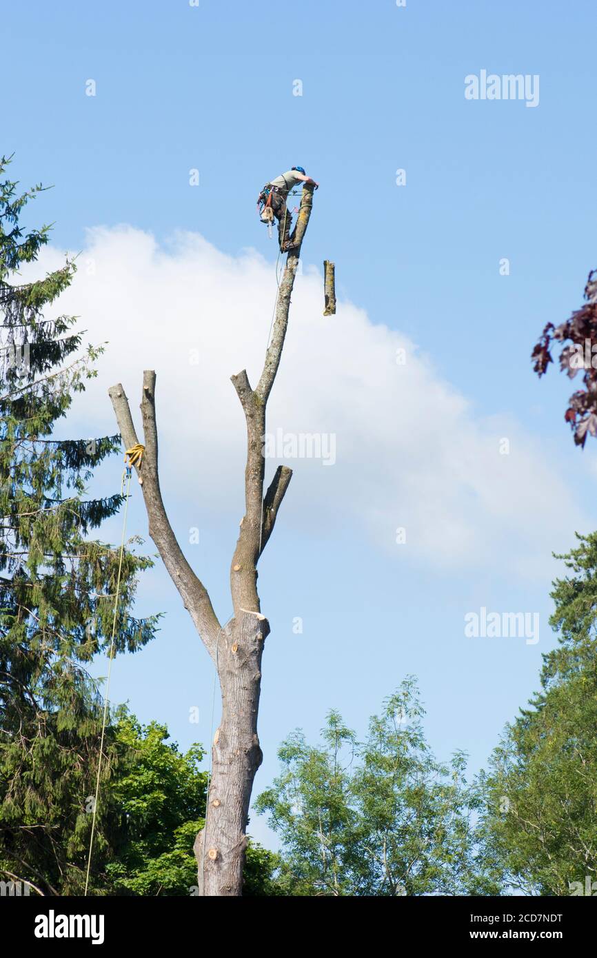 Baumchirurg mit Kettensäge an der Spitze eines hohen Baumes, der seinen Hauptstamm abnimmt, Großbritannien. Stockfoto