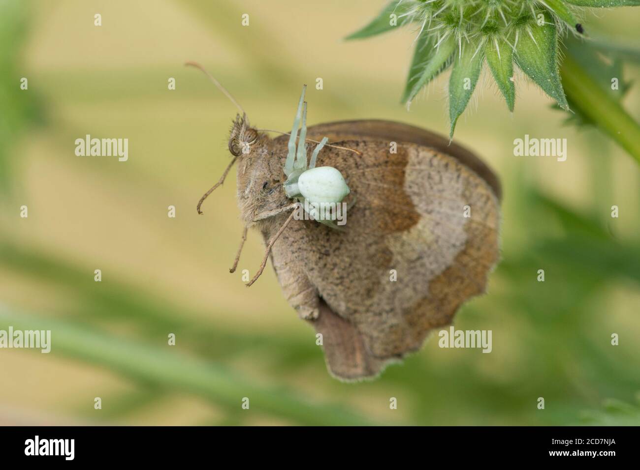 Crab Spider, Misumena vatia, Essen Schmetterling, Meadow Brown, Maniola jurtina, Juli, Großbritannien Stockfoto