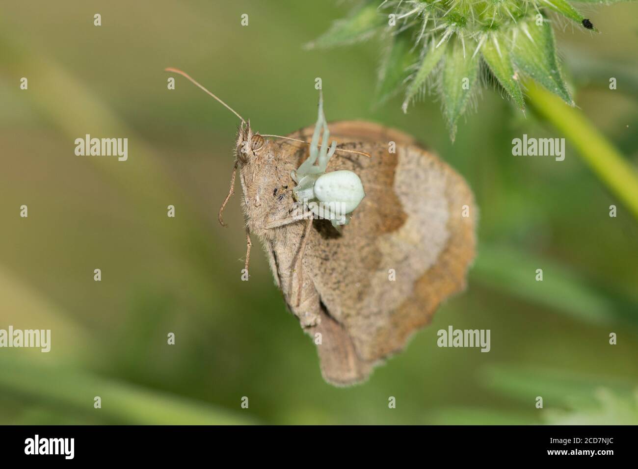 Crab Spider, Misumena vatia, Essen Schmetterling, Meadow Brown, Maniola jurtina, Juli, Großbritannien Stockfoto
