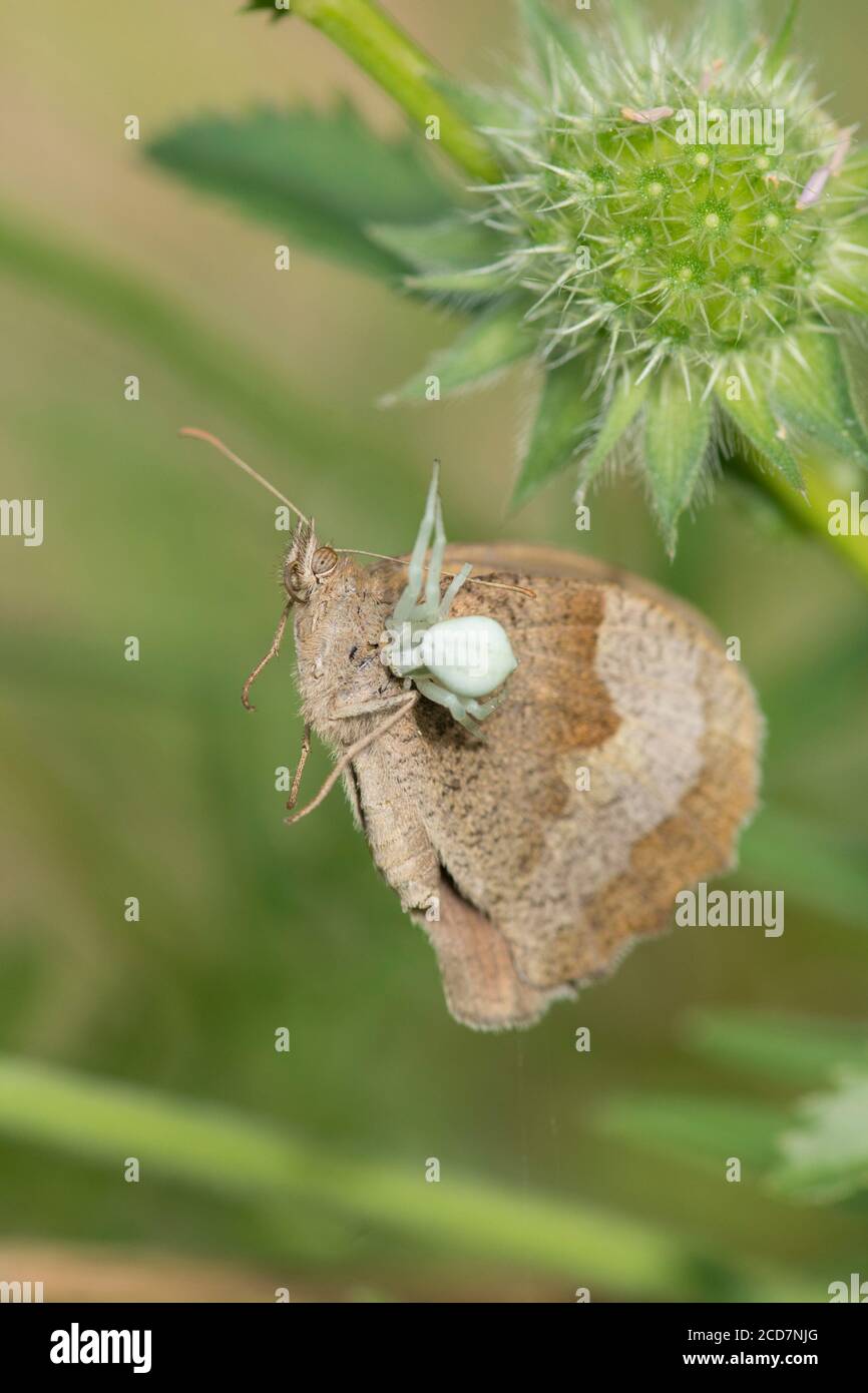 Crab Spider, Misumena vatia, Essen Schmetterling, Meadow Brown, Maniola jurtina, Juli, Großbritannien Stockfoto