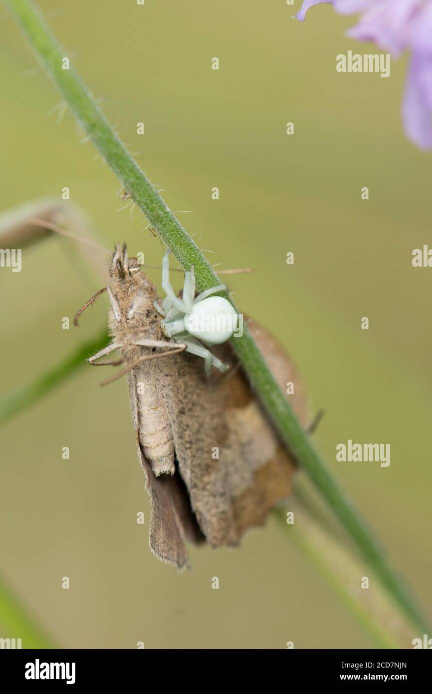 Crab Spider, Misumena vatia, Essen Schmetterling, Meadow Brown, Maniola jurtina, Juli, Großbritannien Stockfoto
