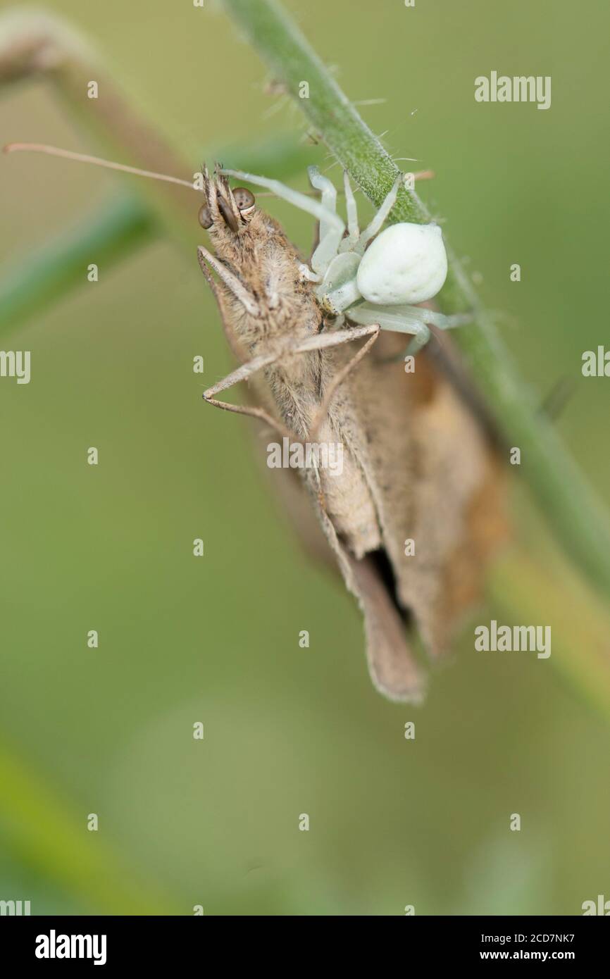 Crab Spider, Misumena vatia, Essen Schmetterling, Meadow Brown, Maniola jurtina, Juli, Großbritannien Stockfoto
