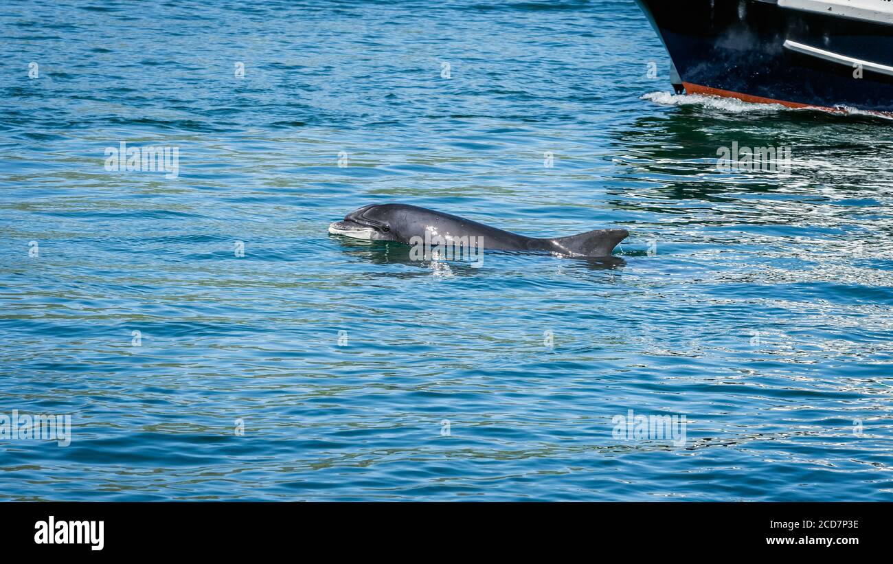 Nahaufnahme des wilden Fungie Dolphin, Tursiops truncatus, Schwimmen und Planschen Wasser in der Nähe des Bootes. Entdeckt in der Nähe von Dingle Bay, County Kerry, Irland Stockfoto