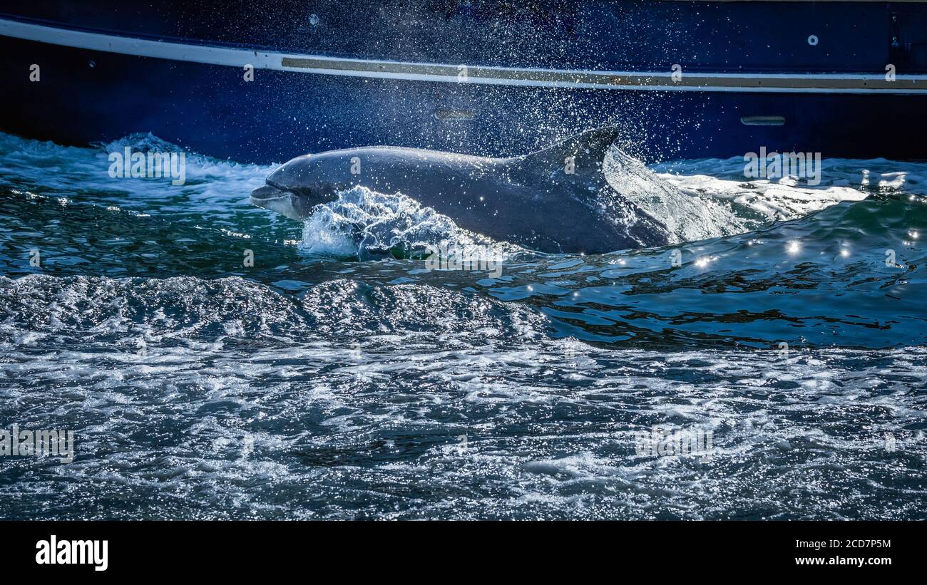 Nahaufnahme des wilden Fungie Dolphin, Tursiops truncatus, Schwimmen und Planschen Wasser in der Nähe des Bootes. Entdeckt in der Nähe von Dingle Bay, County Kerry, Irland Stockfoto