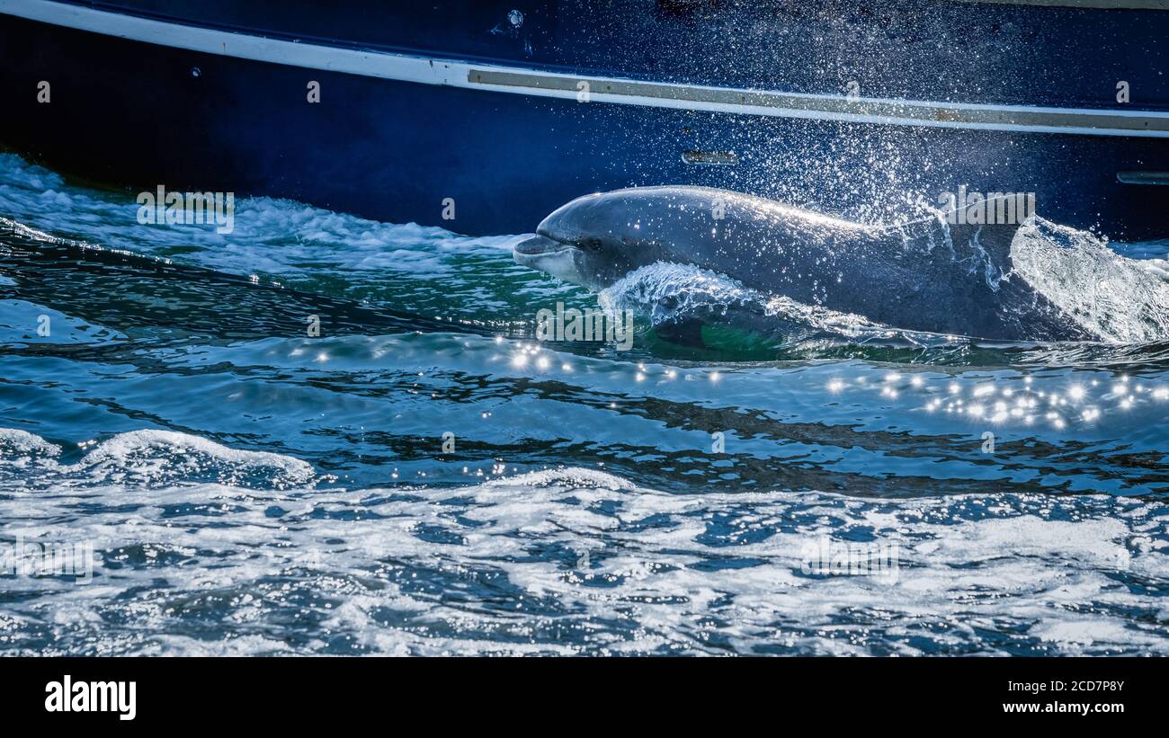Nahaufnahme des wilden Fungie Dolphin, Tursiops truncatus, Schwimmen und Planschen Wasser in der Nähe des Bootes. Entdeckt in der Nähe von Dingle Bay, County Kerry, Irland Stockfoto