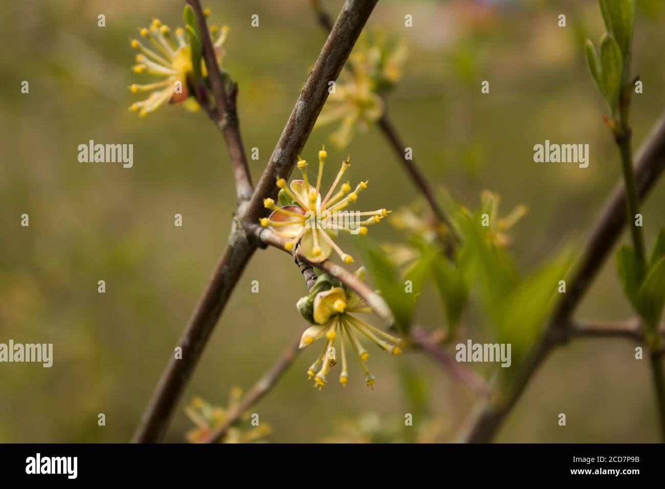 Einzelne blühende gelbe Dogwood blühende Blüten. Blühende Dogwood Blumen richtig auf den Hintergrund des Gartens. Stockfoto