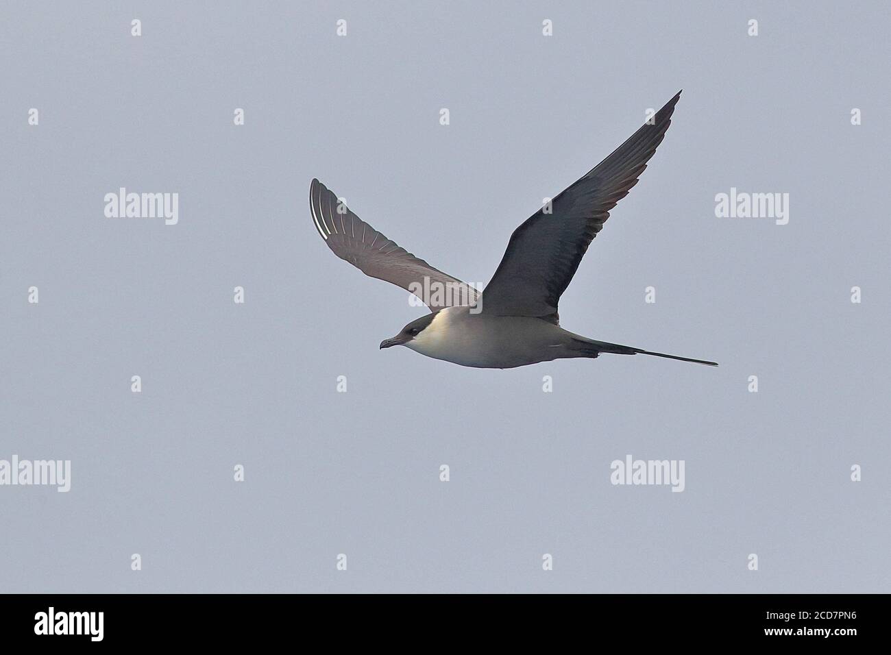 Langschwanz-Jaeger (Stercorarius longicaudus), im Flug erwachsen, südlich von Hongkong, 9. April 2017 Stockfoto