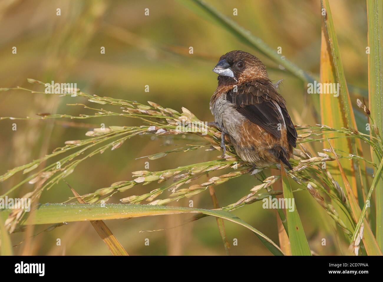 Weißrumpelmunia (Lonchura striata), die sich mit Reis ernährt; Long Valley, Hongkong, 6. November 2016 Stockfoto