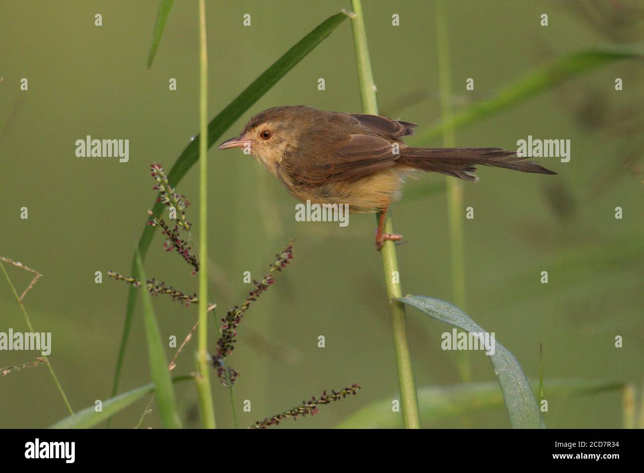 Plain Prinia (Prinia inornata), Long Valley, Hongkong 8. November 2016 Stockfoto