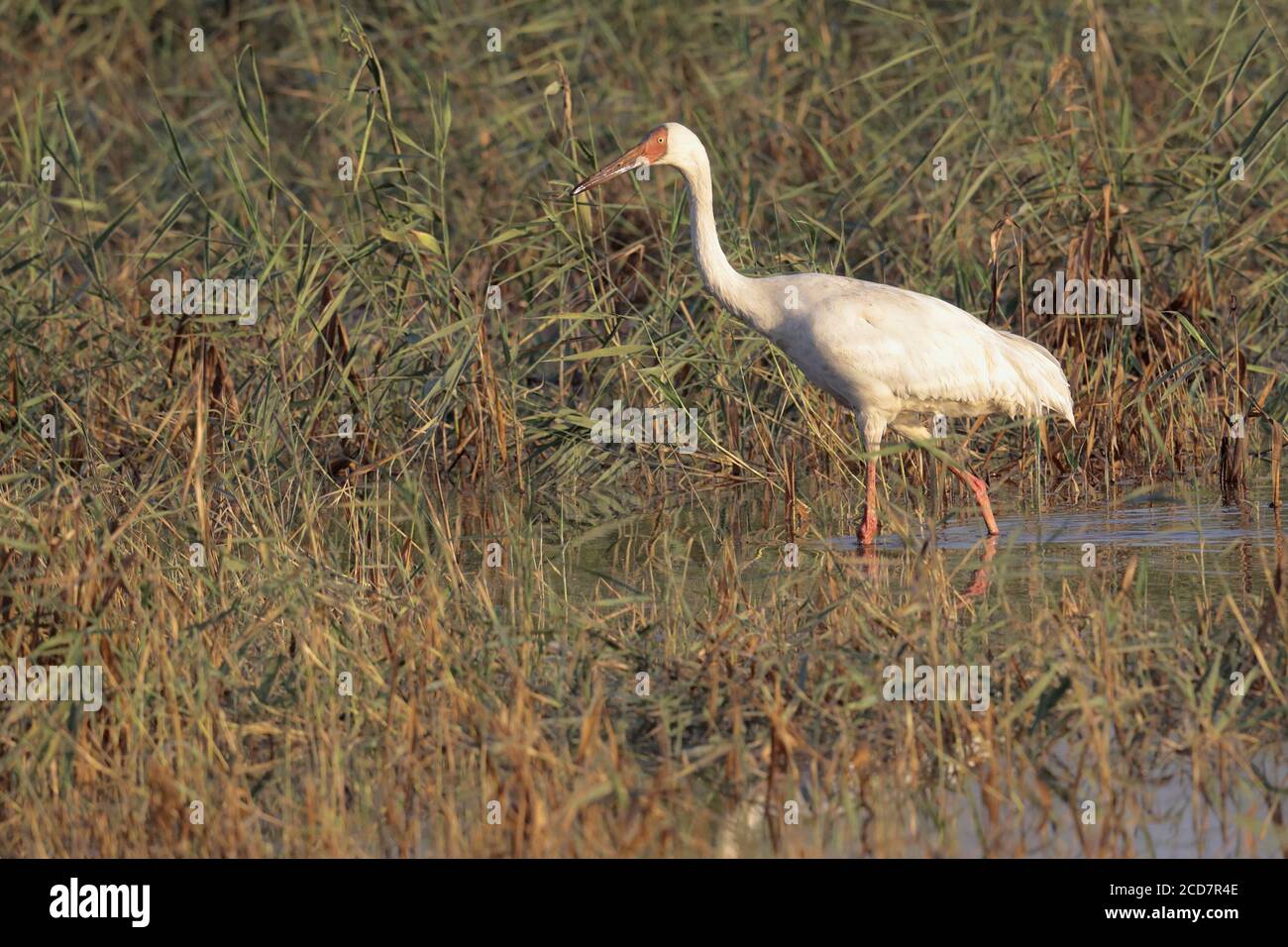 Sibirischer Kranich (Leucogeranus leucogeranus), in Schilf, Mai Po Marshes Nature Reserve, Deep Bay, Hongkong, China 13. Dezember 2016 Stockfoto