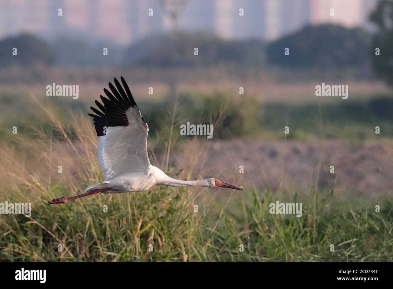Sibirischer Kranich (Leucogeranus leucogeranus), im Flug, Mai Po Marshes Nature Reserve, Deep Bay, Hongkong, China 13. Dezember 2016 Stockfoto