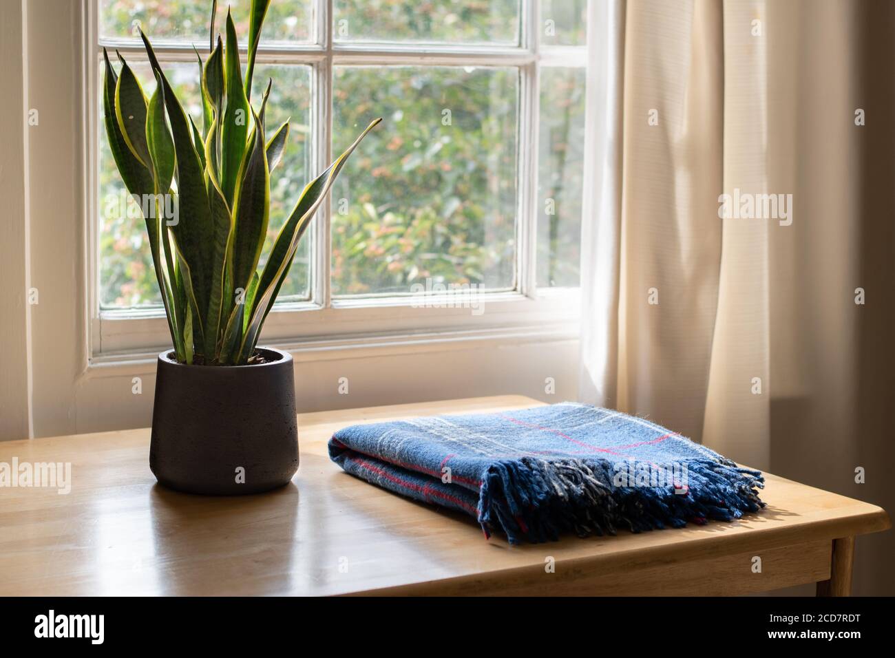 Schlangenpflanze und eine gemütliche Decke in einem wunderschön gestalteten Haus oder Wohnung Interieur. Stockfoto