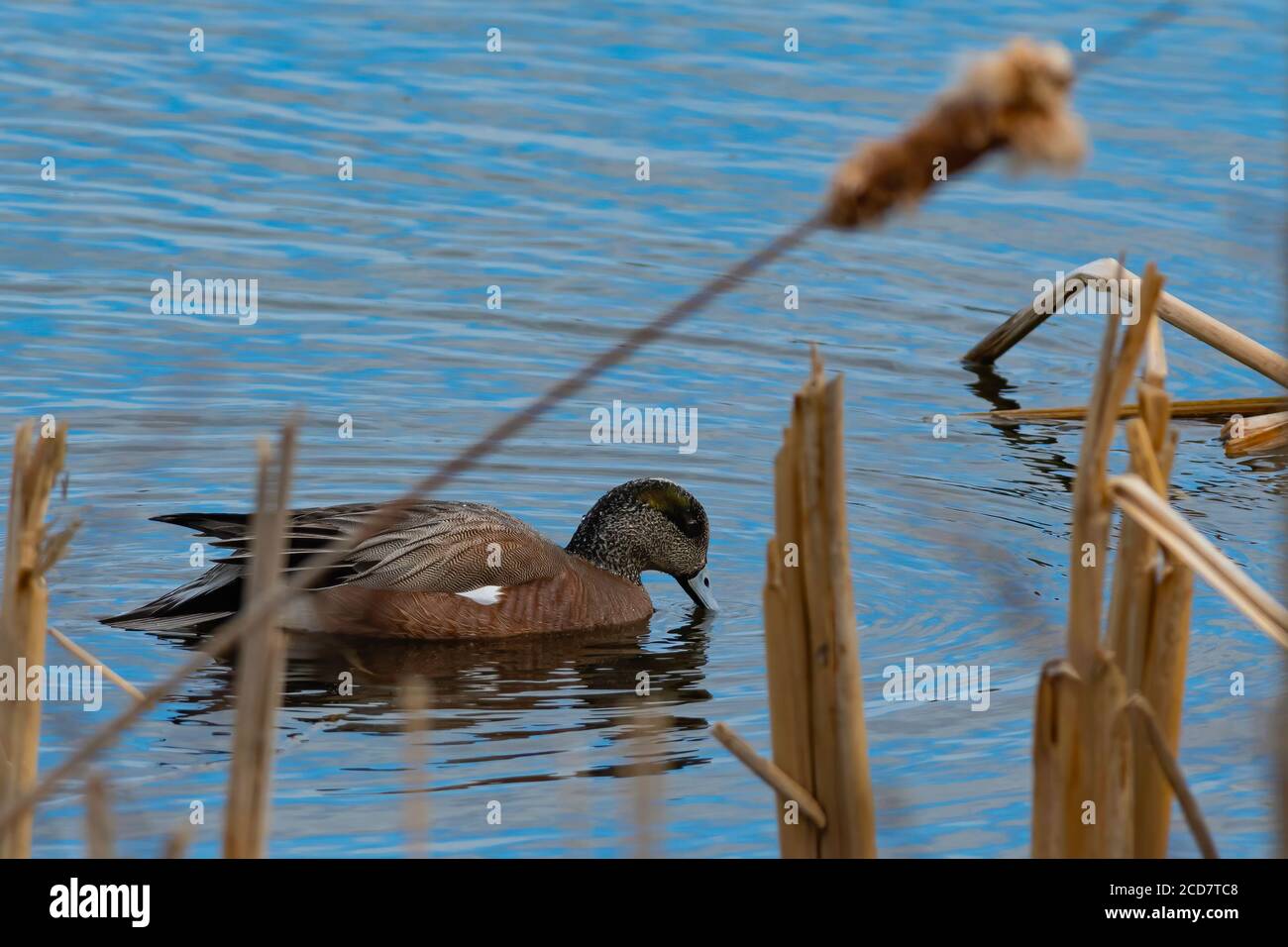 American Wigeon in Teich mit Rohrschienenpeichen und reflektierten Himmel Im Wasser zu sehen Stockfoto