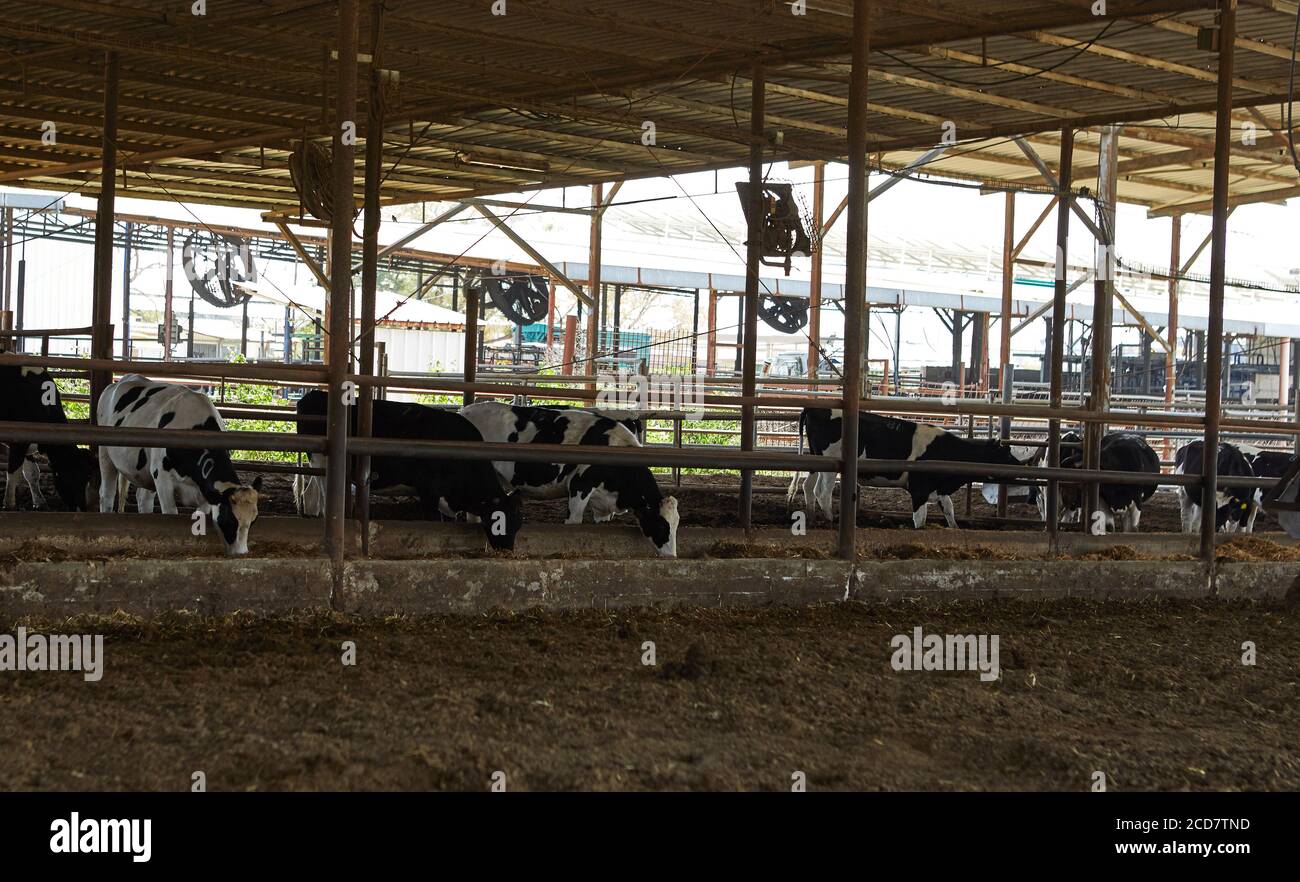 Kühe Bauernhof Kibbutz Village. Ländliche Gegend April 2019. Stockfoto