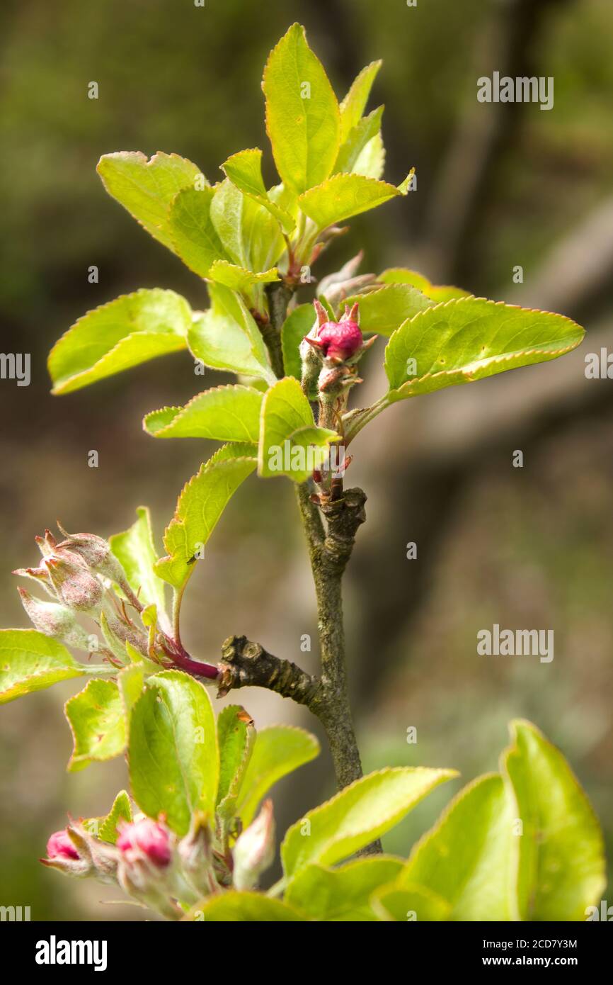 Blütenknospen von Apfelbaum mit jungen Blättern an einem Frühlingstag. Noch nicht entwickelte Apfelblüten in den Knospen. Stockfoto