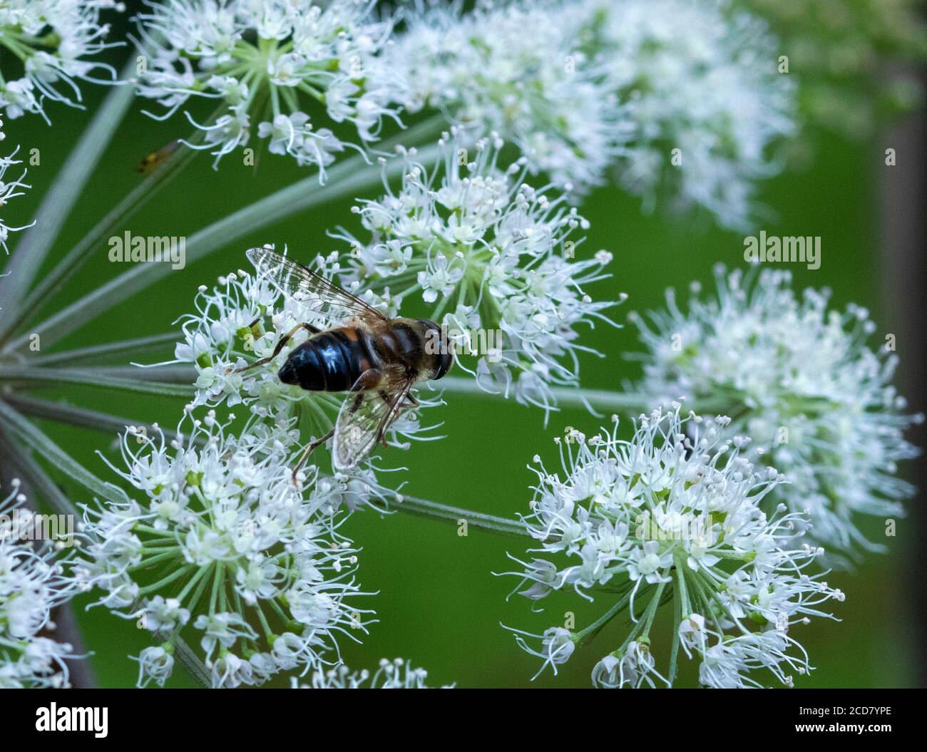 Eristalis pertinax Schwebfliege auf Blumenkopf Stockfoto