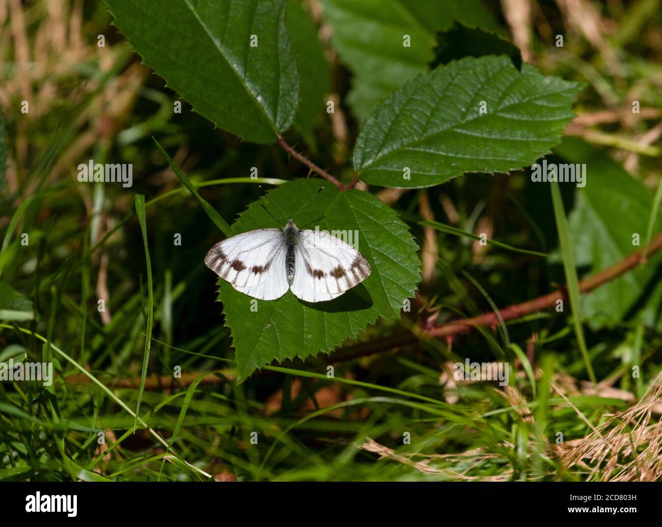 Grün geäderter weißer Schmetterling auf Blatt Stockfoto