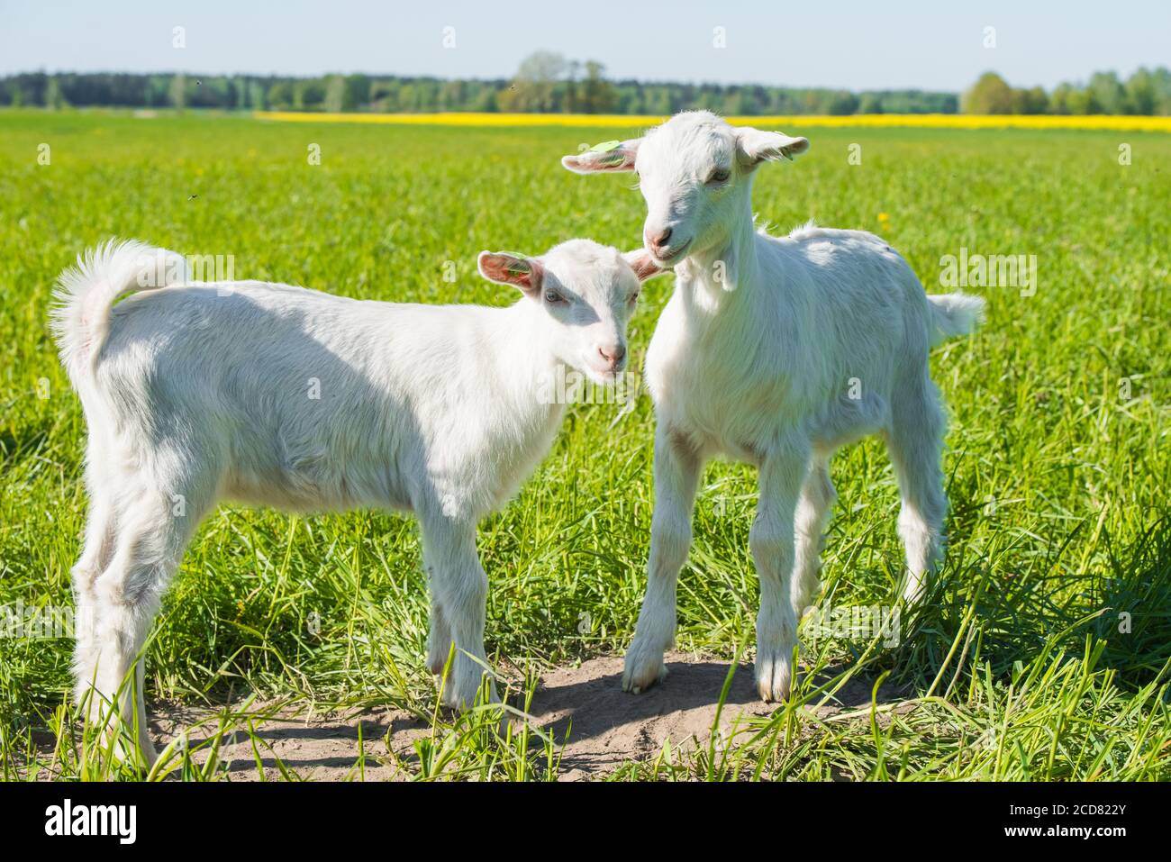 Zwei weiße Babyziegen stehen auf grünem Rasen Stockfoto