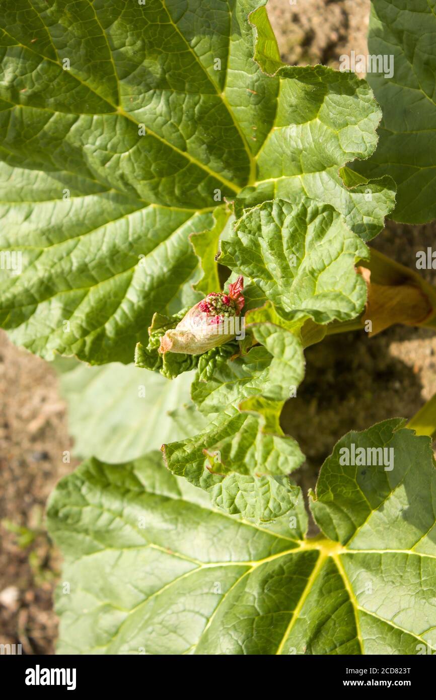 Eine Rhabarberblüte, die aus der Knospe vor einem Hintergrund großer grüner Blätter wächst. Stockfoto