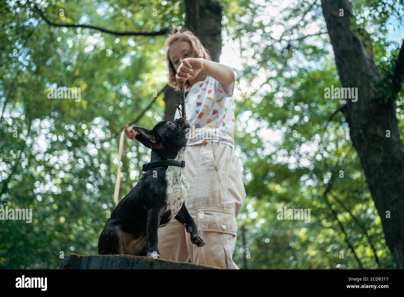 Mädchen spielen mit niedlichen kleinen franzosen Bulldogge Welpen im Park Am Sommertag Stockfoto
