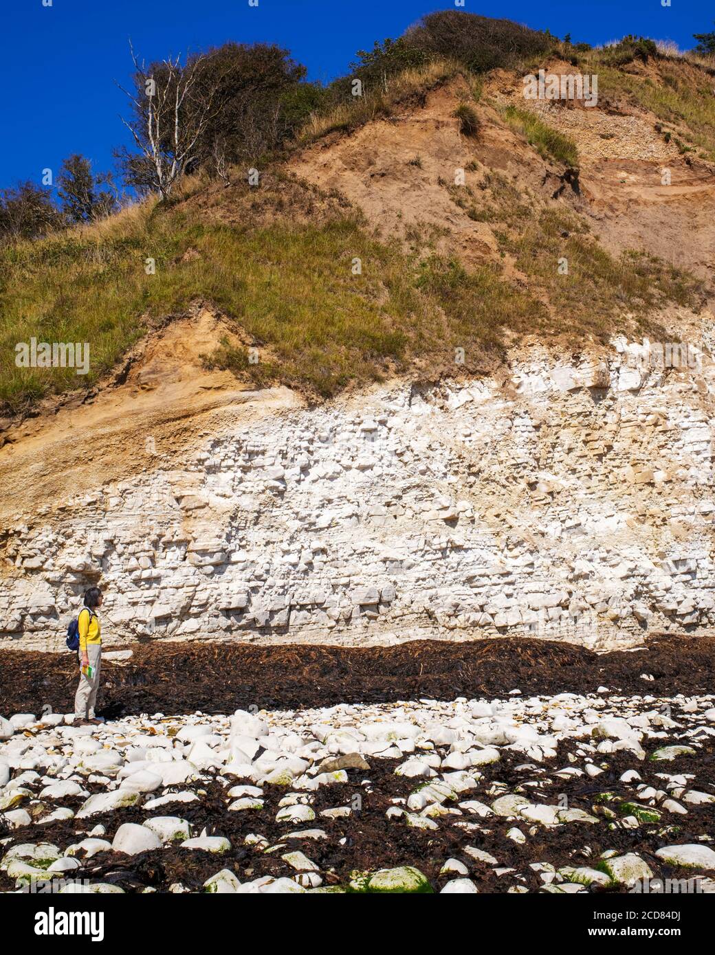 Periglaziale Ablagerungen auf fossiler Kreide im Dänen-Gesteinsgang, Flamborough, Yorkshire, Großbritannien Stockfoto