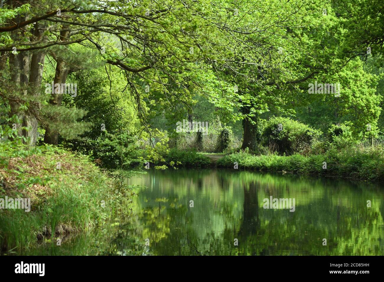 Tiefgrüne Farben spiegeln sich im wunderschönen Basingstoke Canal in Surrey wider, in dieser im späten Frühjahr/Frühsommer erregten Bukolischen Ruhe Stockfoto