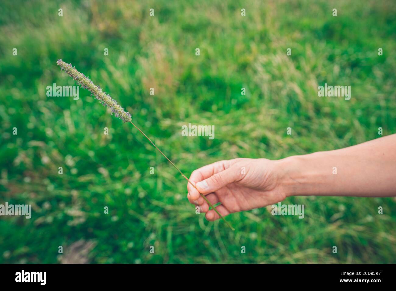 Die Hand einer jungen Frau hält einen langen Gras in einem Feld Stockfoto