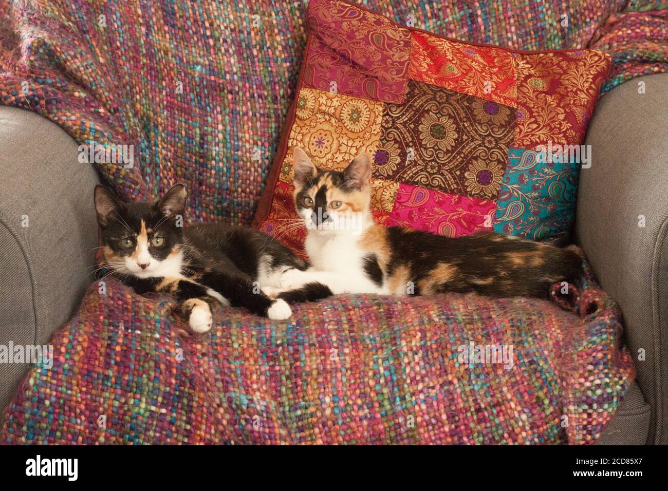 Calico/Tortoiseshell Kätzchen liegen zusammen auf einem Stuhl. Stockfoto