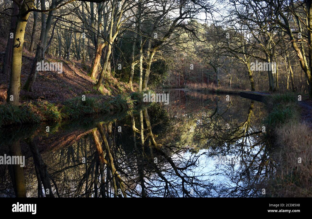 Bäume spiegeln sich an einem kalten Wintertag in den stillen Gewässern des schönen Basingstoke Canal in Surrey wider Stockfoto