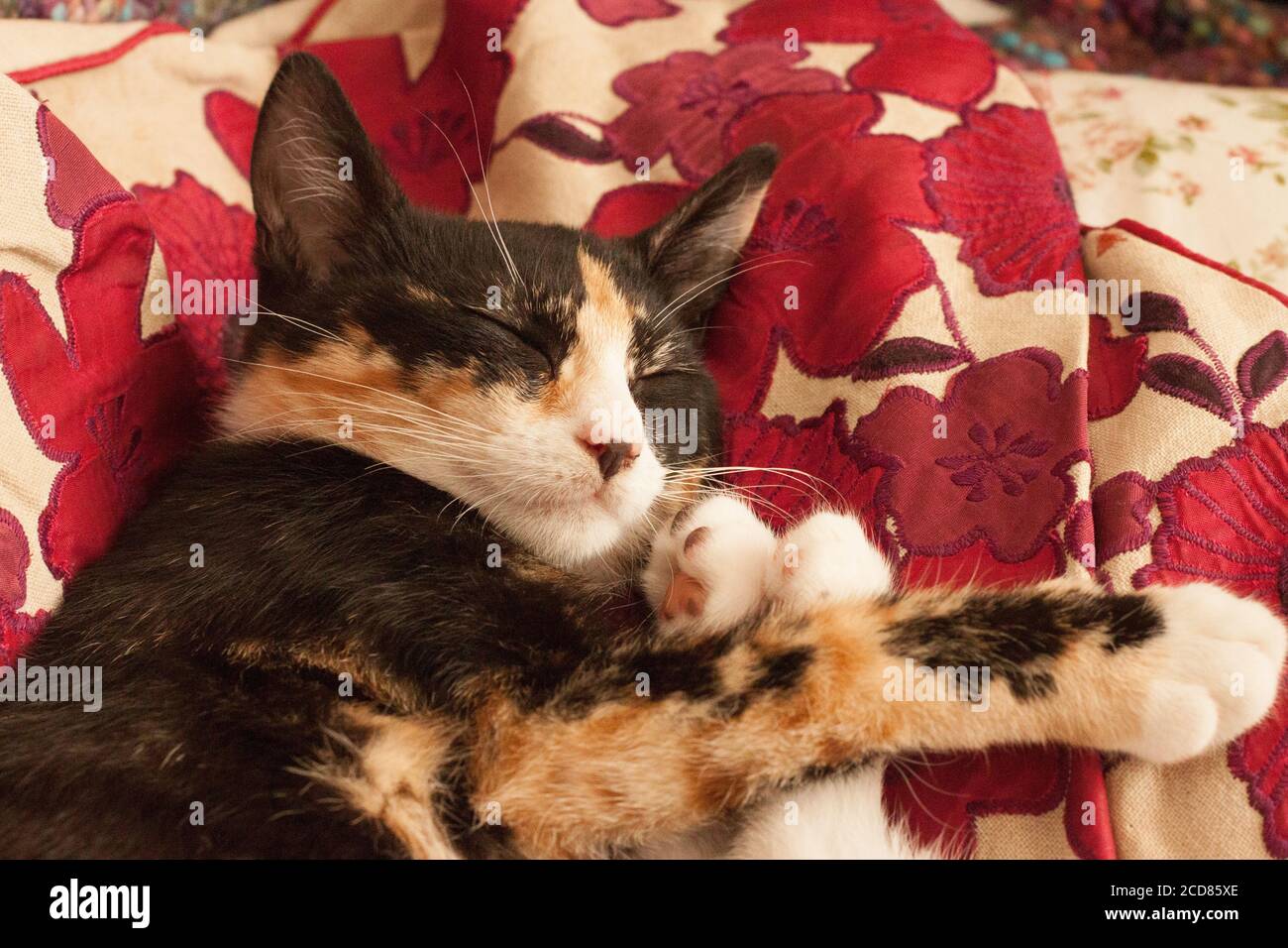 Calico/Schildkröte Kätzchen schlafen. Stockfoto