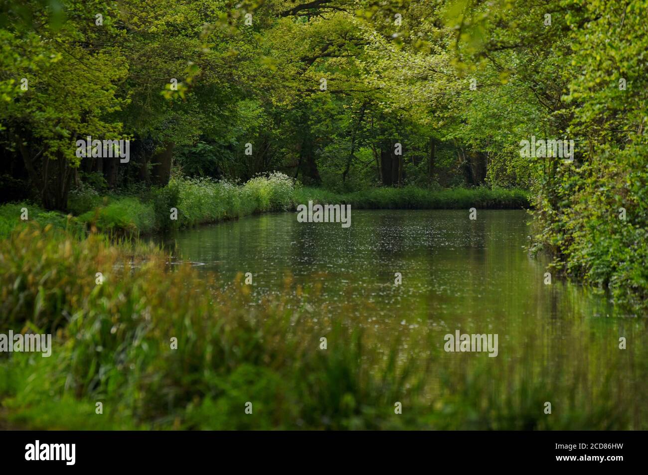 Verschiedene Schattierungen von Grün in diesem Foto entlang der aufgenommen Schöne Wey Navigation in Surrey Stockfoto
