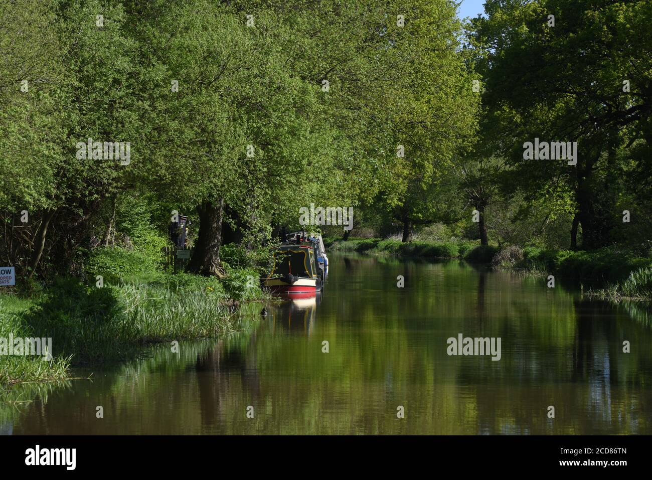 Verschiedene Grüntöne spiegeln sich im Wasser entlang der Schöne Wey Navigation in Surrey Stockfoto