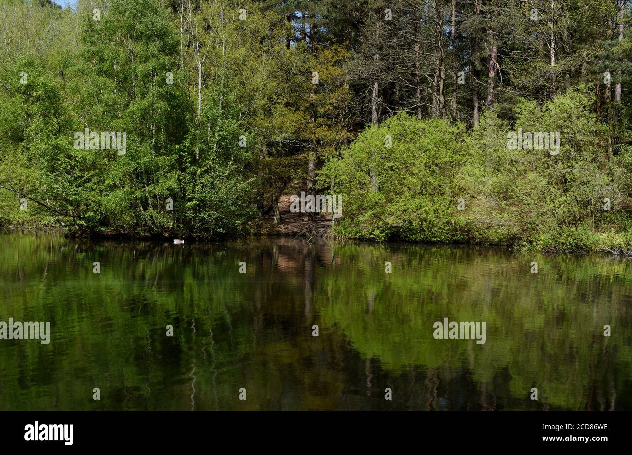 Schattierungen von Grün spiegelt sich in den stillen Gewässern der Wunderschöner Basingstoke Canal in der Nähe von Deepcut in Surrey Stockfoto