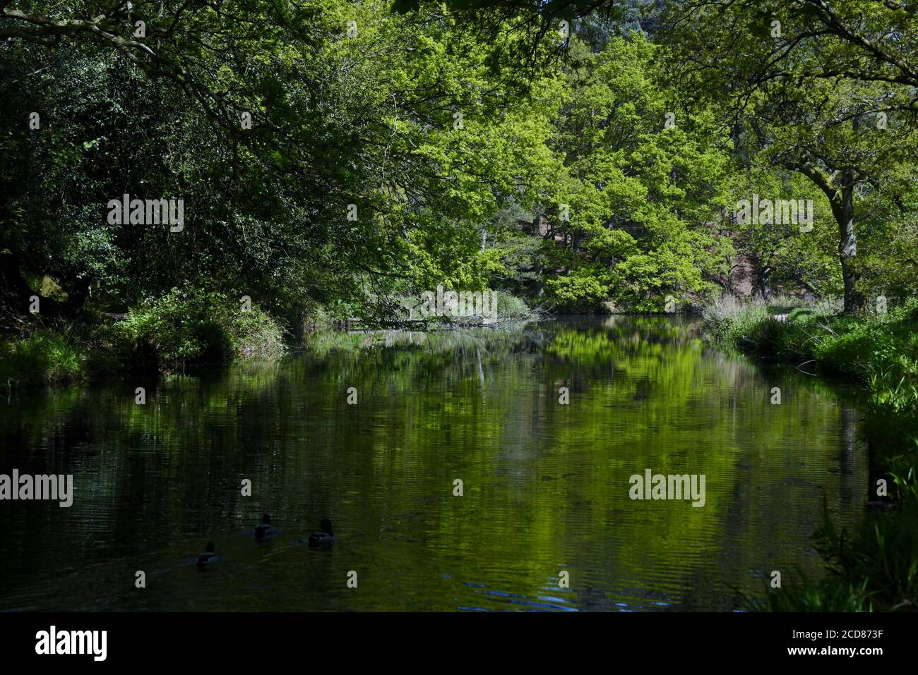 Schattierungen von Grün spiegelt sich in den stillen Gewässern der Wunderschöner Basingstoke Canal in der Nähe von Deepcut in Surrey Stockfoto