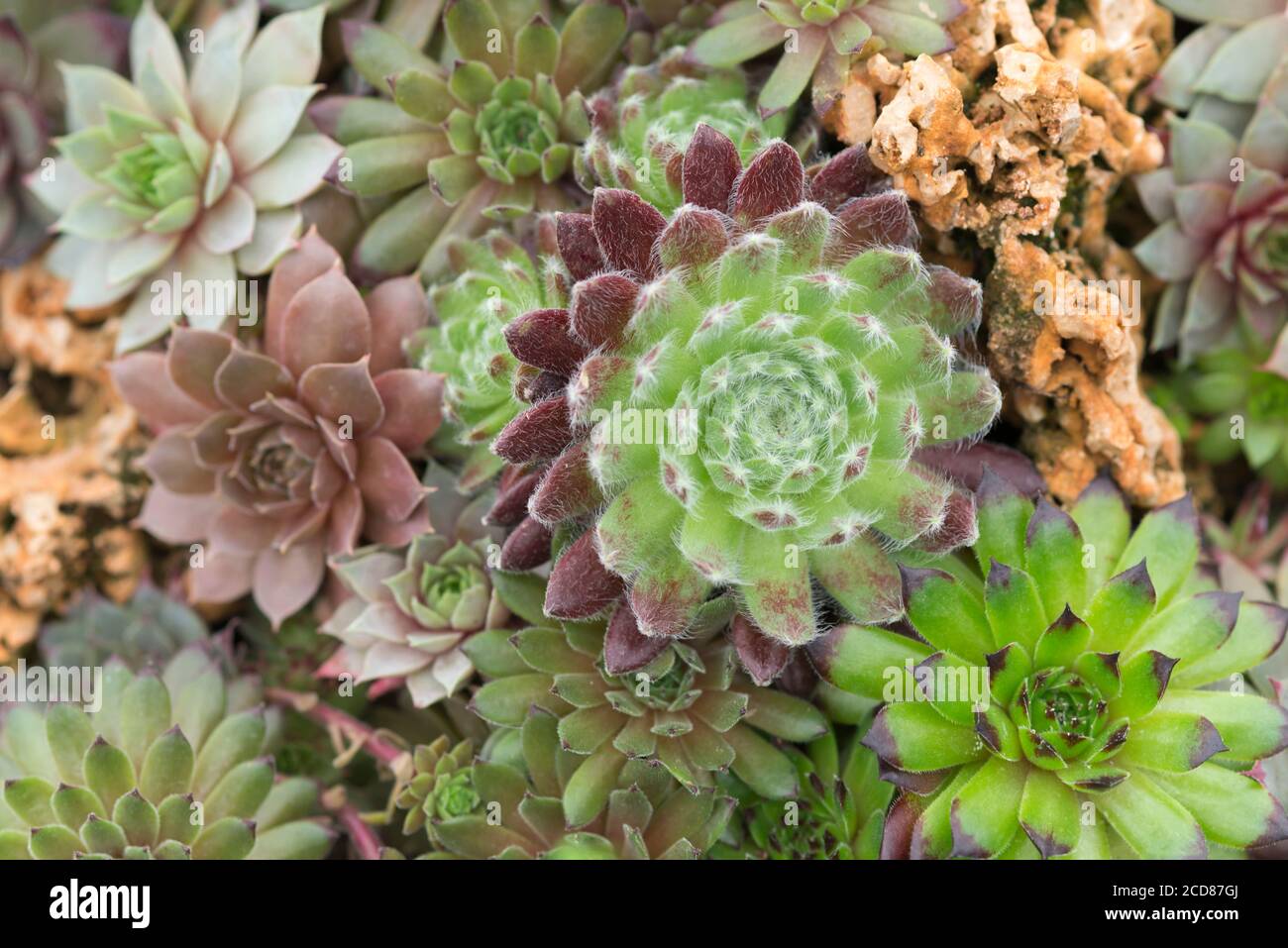 Wachsende steingarten sempervivum hauswurz haus lauch sukkulente