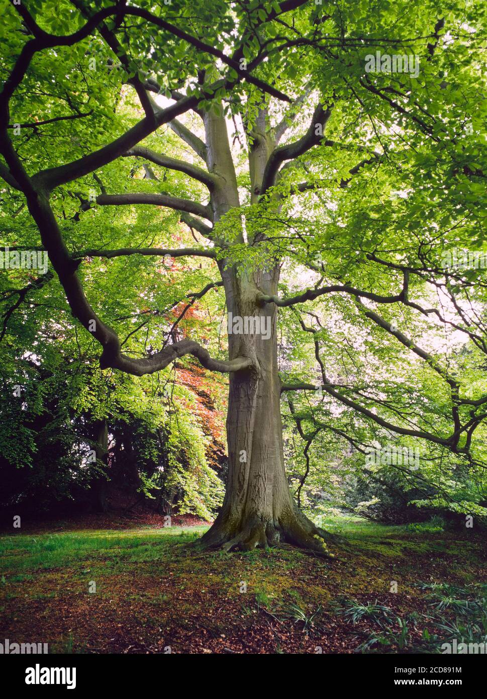 Reifer Buchenbaum, Fagus sylvatica, riesige Baumkrone, Sommer, Großbritannien Stockfoto