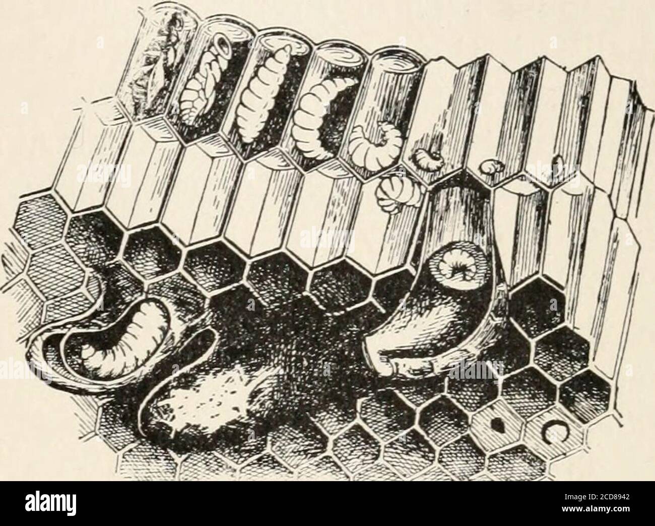 . Evolution und Tierleben; eine elementare Diskussion über Fakten, Prozesse, Gesetze und Theorien über das Leben und die Evolution von Tieren . ydon 't gehen für pollen oder Honig, sondern bleiben im Bienenstock. Sie sind in der Regel die Neubienen, d.h. die jüngsten oder zuletzt hinzugefügten Arbeiter.Nachdem sie etwa eine Woche lang als Krankenschwestern tätig waren, nehmen sie ihren Platz bei den Nahrungssammlungsarbeitern ein, und andere neue Bienenvölker treten als Krankenschwestern auf. Die Krankenschwestern füttern die jungen oder Larven atfirst mit einem hochnahrhaften Futter namens Bienengelee, die thenurses machen in ihrem Magen, und reurgitate für die Larven.Nachdem die Larven sind tw Stockfoto